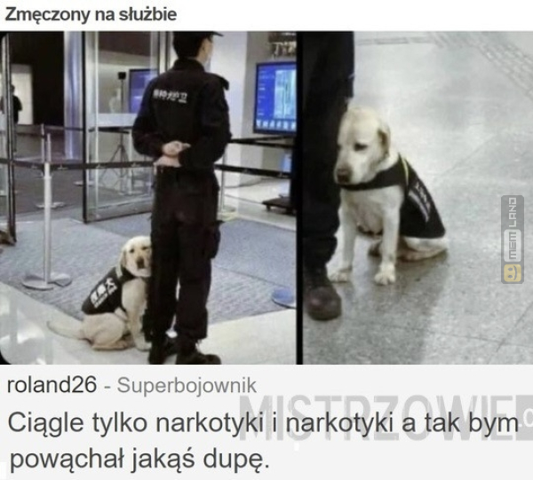 Śmieszny mem: 1961027 - MemLand