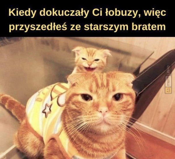 Śmieszny mem: 1987511 - MemLand