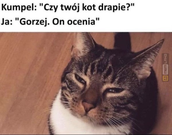 Śmieszny mem: 2132005 - MemLand