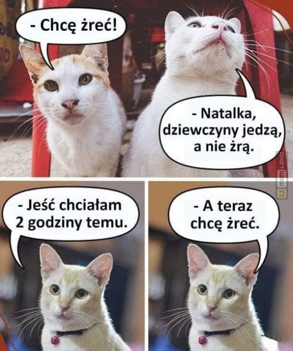 Śmieszny mem: 2302851 - MemLand