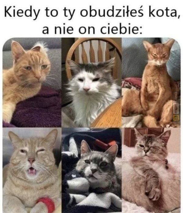 Śmieszny mem: 2312963 - MemLand