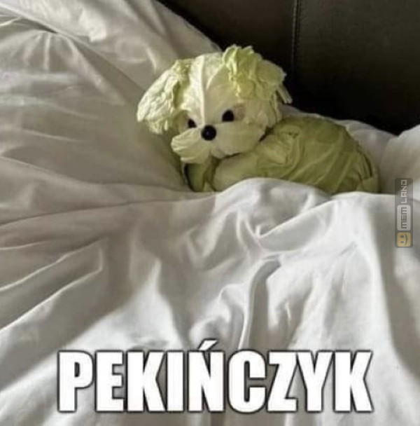 Śmieszny mem: 2316739 - MemLand