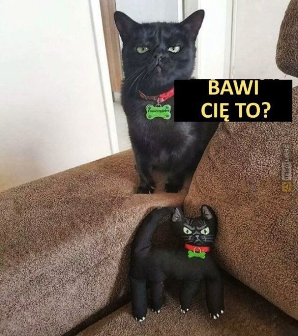 Śmieszny mem: 2371079 - MemLand