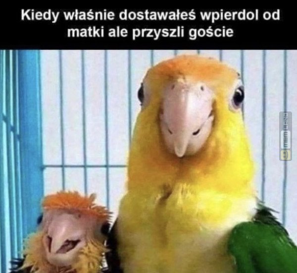 Śmieszny mem: 2421465 - MemLand