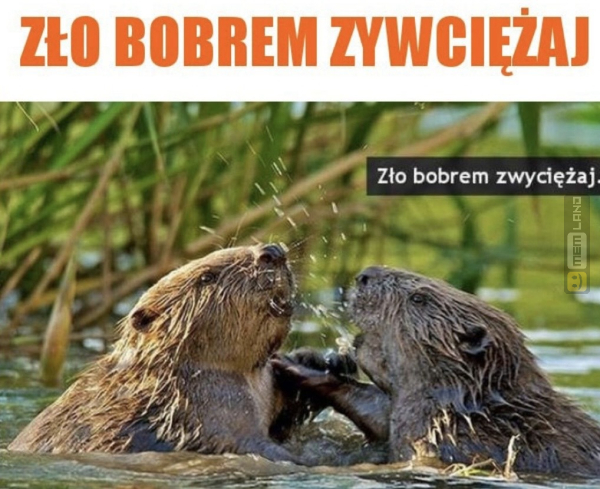 Śmieszny mem: 2491547 - MemLand