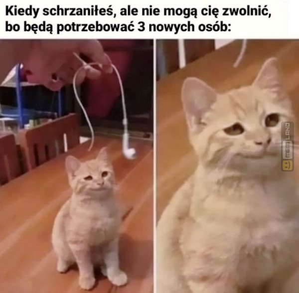 Śmieszny mem: 2497614 - MemLand