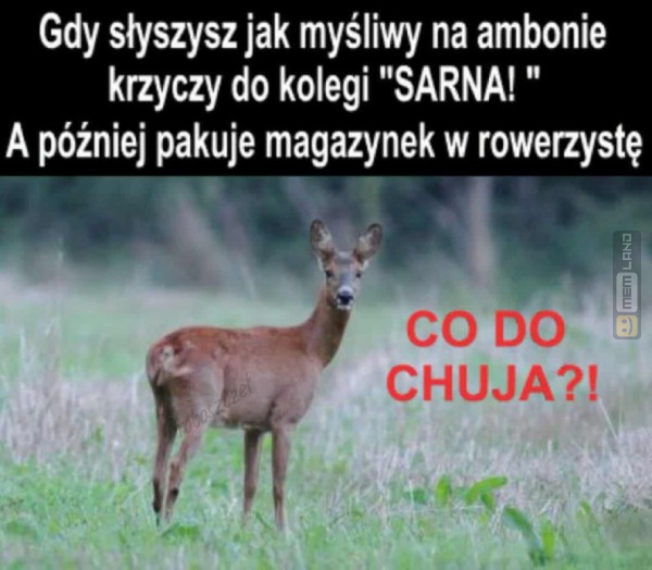 Śmieszny mem: 2532830 - MemLand