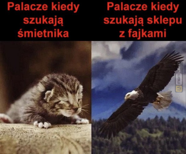 Śmieszny mem: 2545062 - MemLand