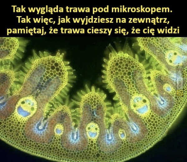 Śmieszny mem: 2556924 - MemLand