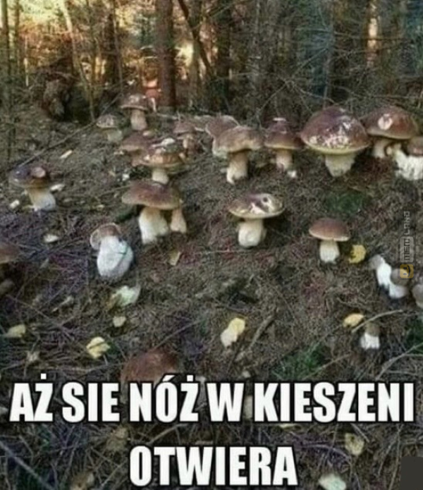 Śmieszny mem: 2649992 - MemLand