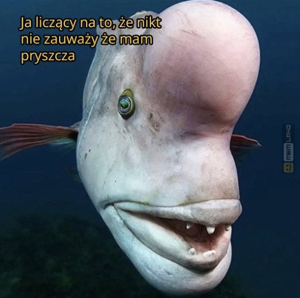 Śmieszny mem: 2654700 - MemLand