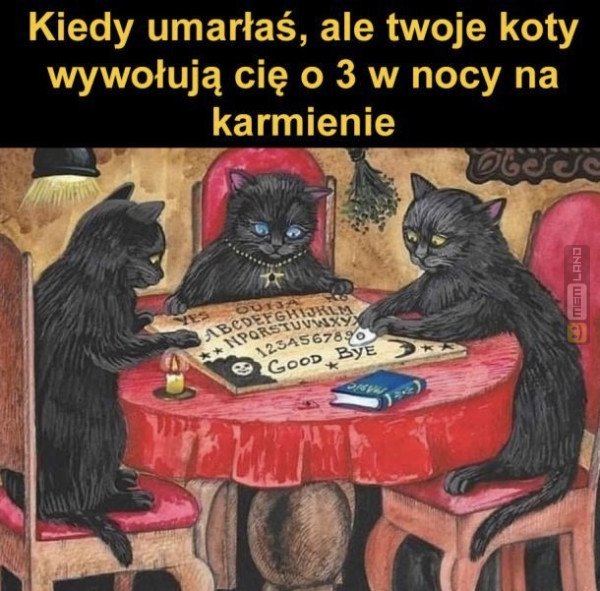 Śmieszny mem: 2680887 - MemLand