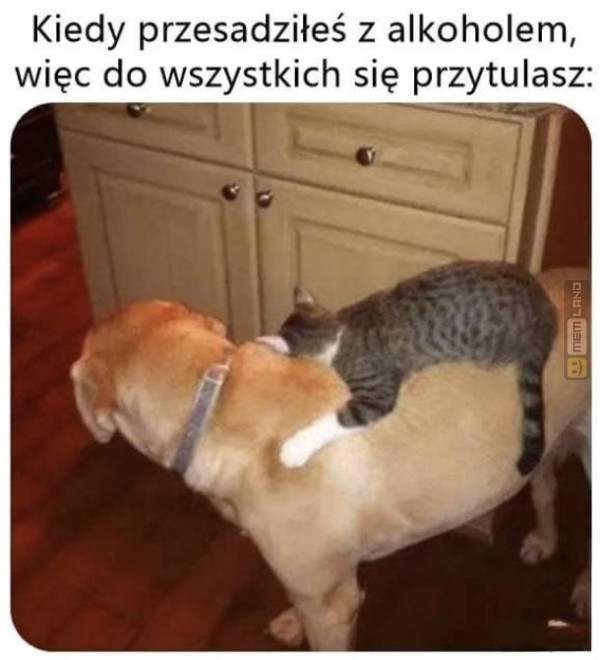 Śmieszny mem: 2717020 - MemLand