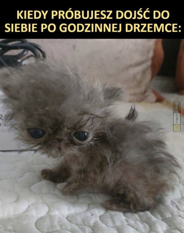 Śmieszny mem: 2722778 - MemLand