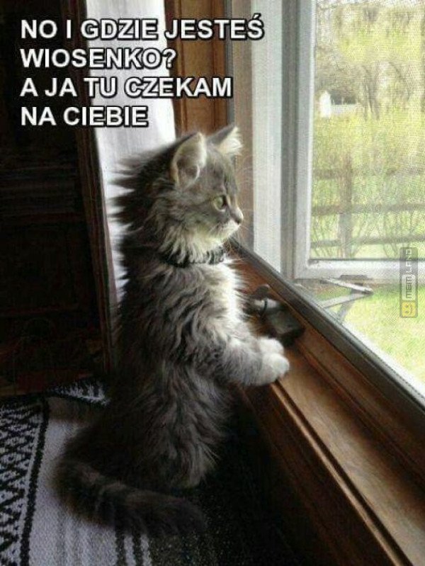 Śmieszny mem: 2748175 - MemLand