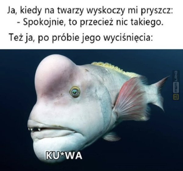 Śmieszny mem: 2865555 - MemLand