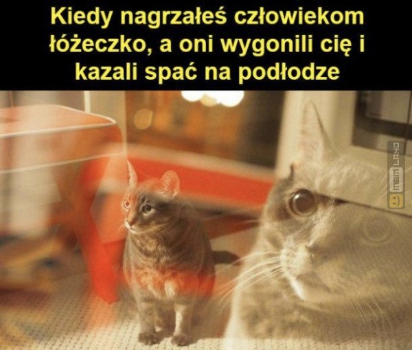 Śmieszny mem: 2883201 - MemLand