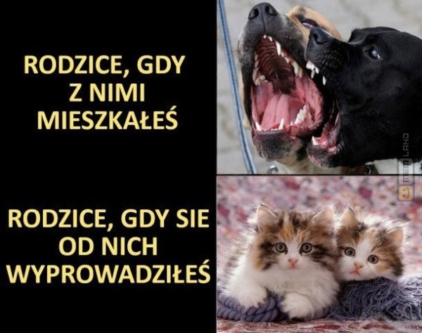 Śmieszny mem: 2883538 - MemLand