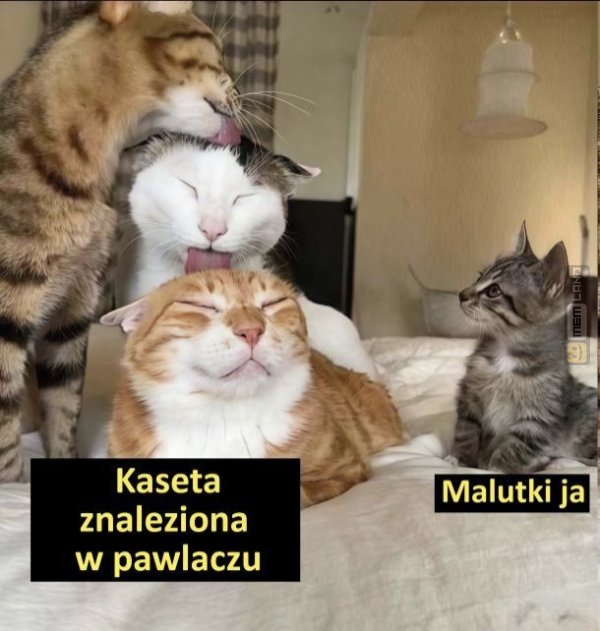 Śmieszny mem: 2915034 - MemLand