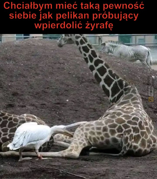 Śmieszny mem: 2919319 - MemLand