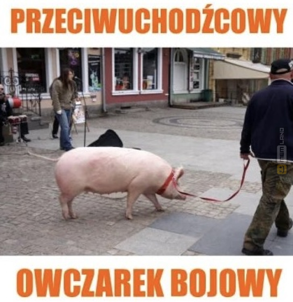 Śmieszny mem: 2956646 - MemLand