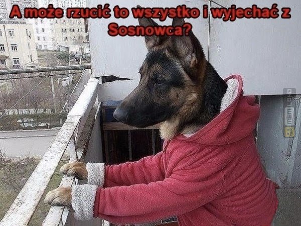 Śmieszny mem: 2956808 - MemLand