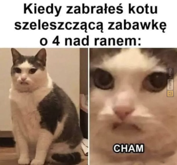 Śmieszny mem: 2960250 - MemLand