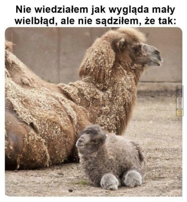Śmieszny mem: 2966488 - MemLand