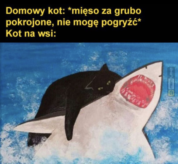 Śmieszny mem: 2976061 - MemLand