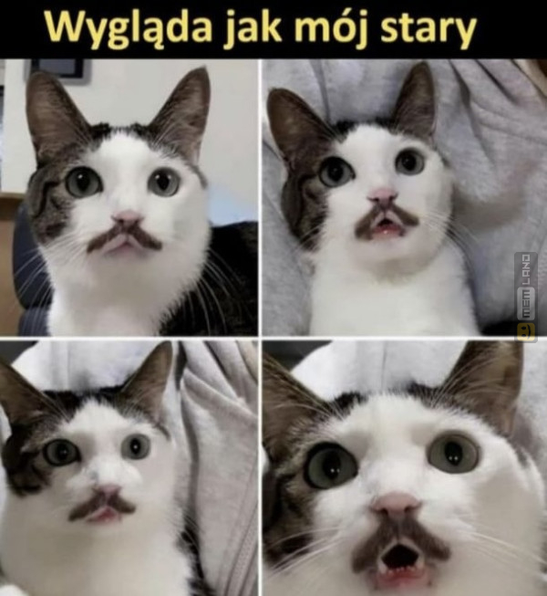 Śmieszny mem: 2981153 - MemLand