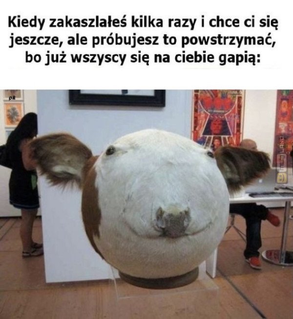 Śmieszny mem: 2981994 - MemLand