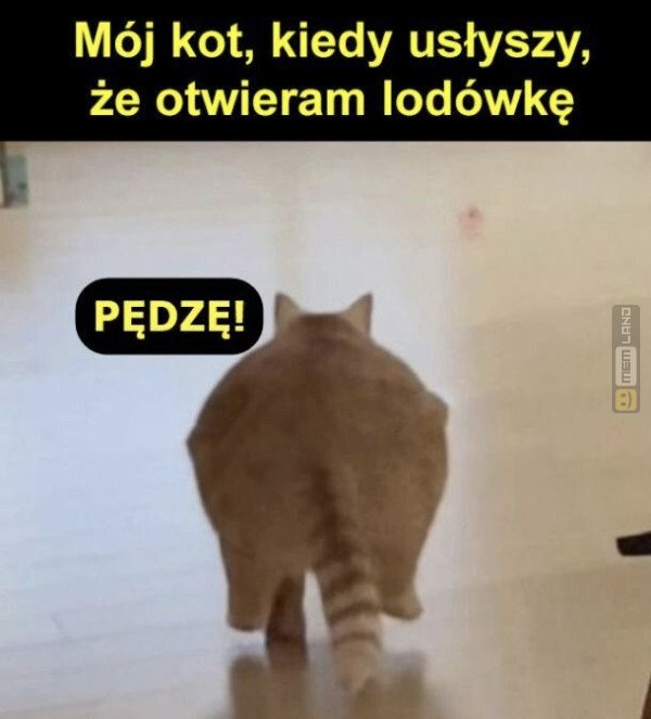 Śmieszny mem: 3036171 - MemLand
