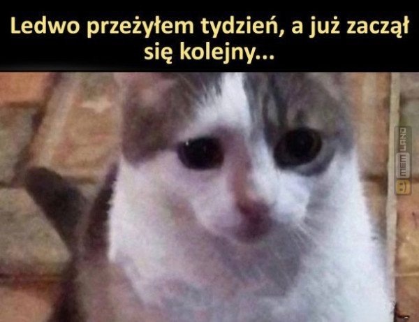 Śmieszny mem: 3067755 - MemLand
