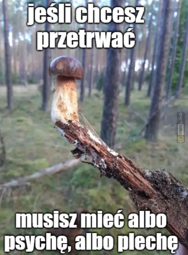 Śmieszny mem: 3071038 - MemLand