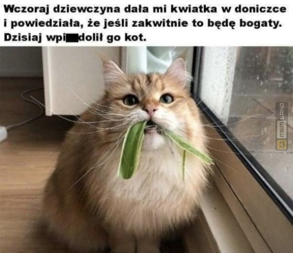 Śmieszny mem: 3089108 - MemLand