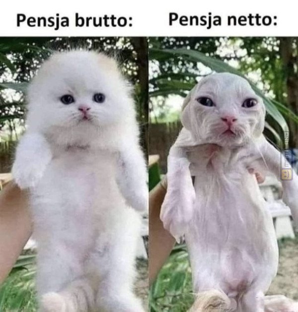 Śmieszny mem: 3124062 - MemLand