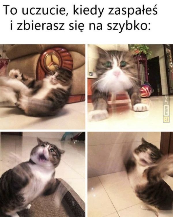 Śmieszny mem: 3162313 - MemLand