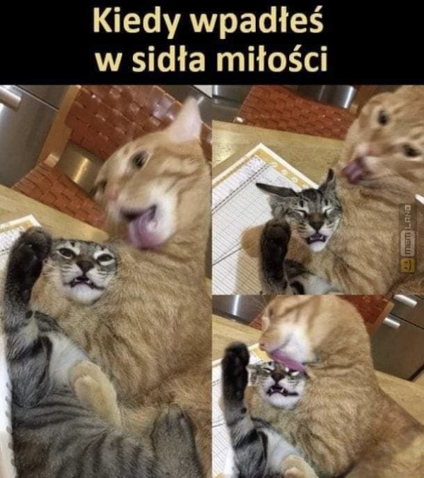 Śmieszny mem: 3207850 - MemLand