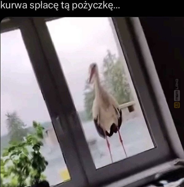 Śmieszny mem: 3219842 - MemLand