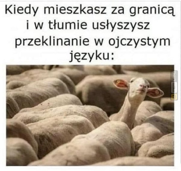 Śmieszny mem: 3236855 - MemLand