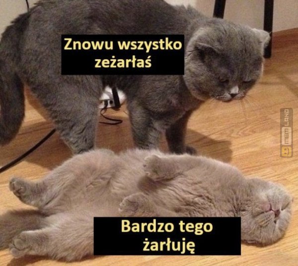 Śmieszny mem: 3246745 - MemLand