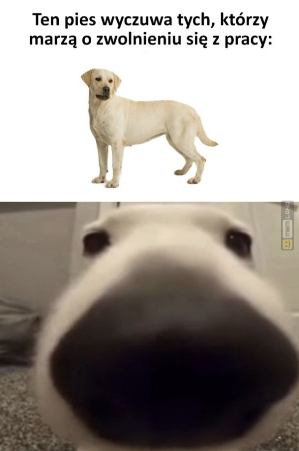 Śmieszny mem: 3288317 - MemLand