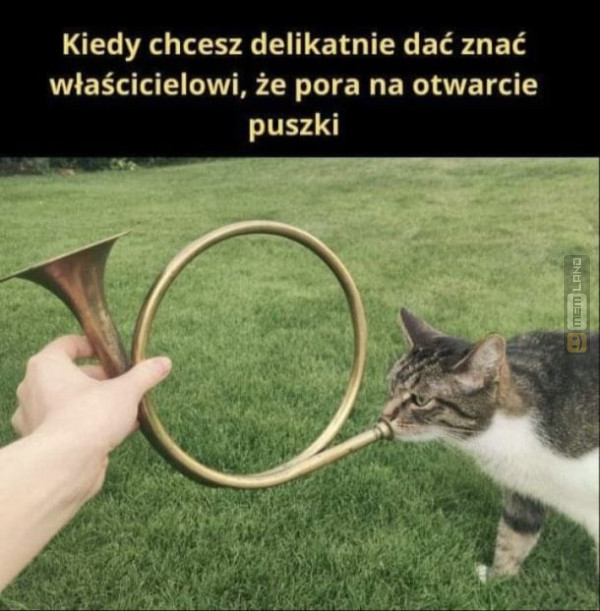 Śmieszny mem: 3308071 - MemLand