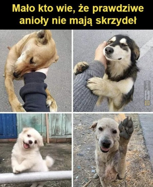 Śmieszny mem: 3314666 - MemLand