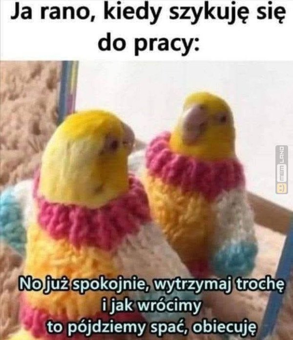 Śmieszny mem: 3369803 - MemLand