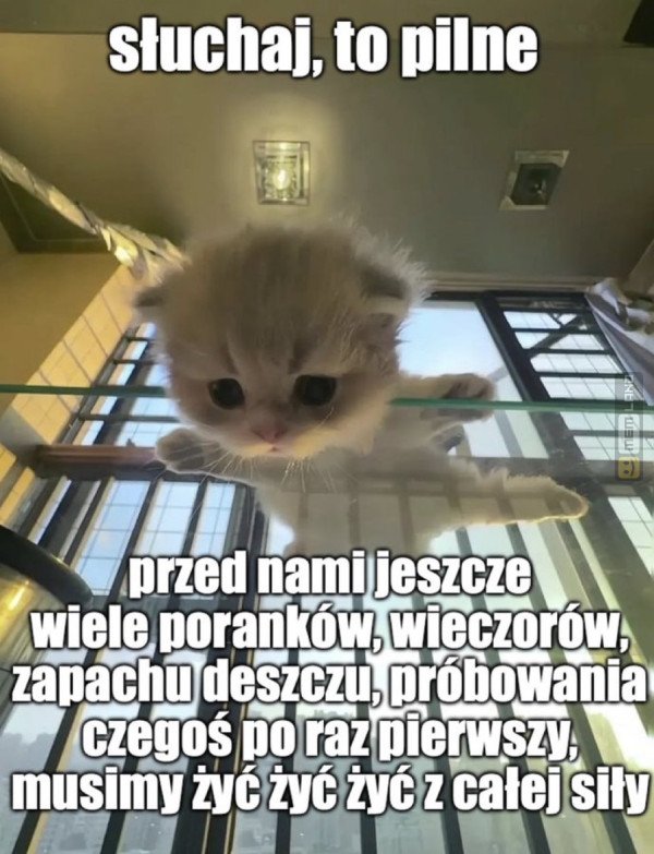 Śmieszny mem: 3439225 - MemLand