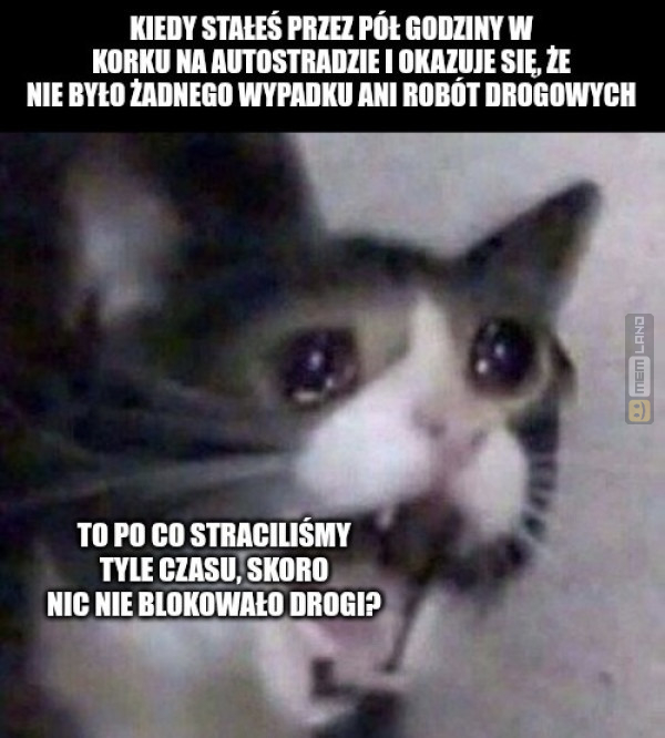 Śmieszny mem: 3448349 - MemLand