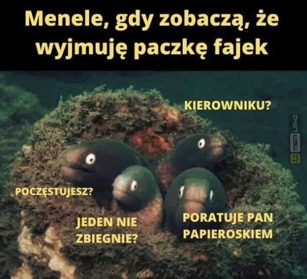 Śmieszny mem: 3498497 - MemLand