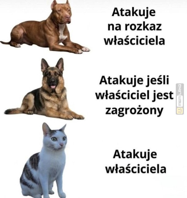 Śmieszny mem: 3509122 - MemLand