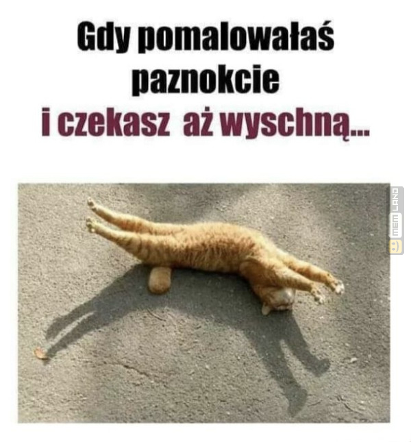 Śmieszny mem: 3568056 - MemLand